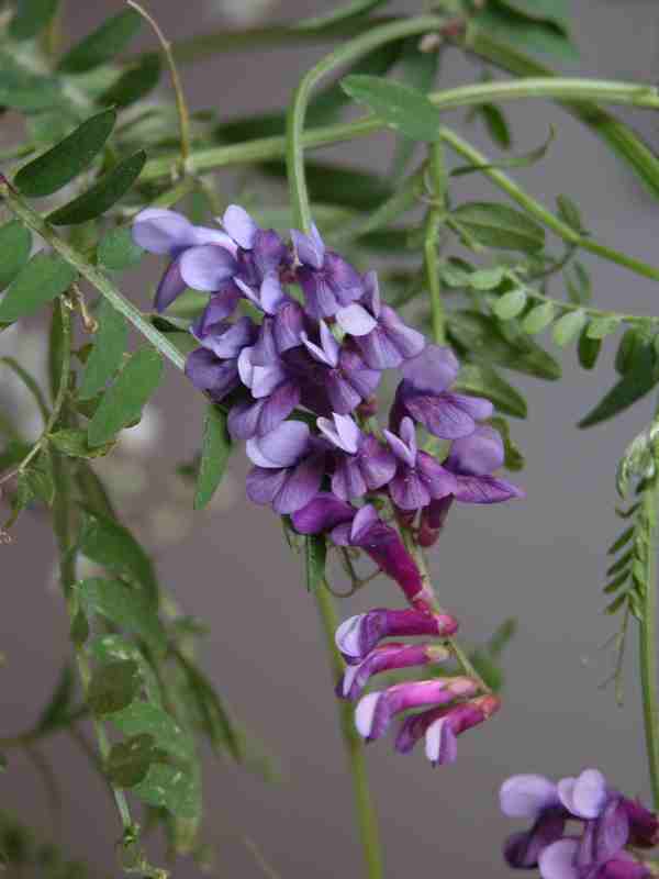 Vicia villosa subsp. varia